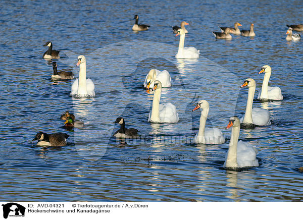 Hckerschwne und Kanadagnse / mute swans and Canada geese / AVD-04321