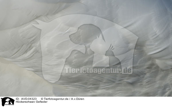 Hckerschwan Gefieder / mute swan plumage / AVD-04323