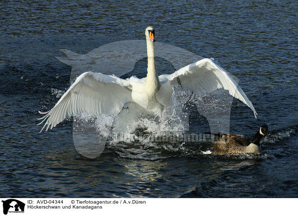 Hckerschwan und Kanadagans / mute swan and Canada goose / AVD-04344