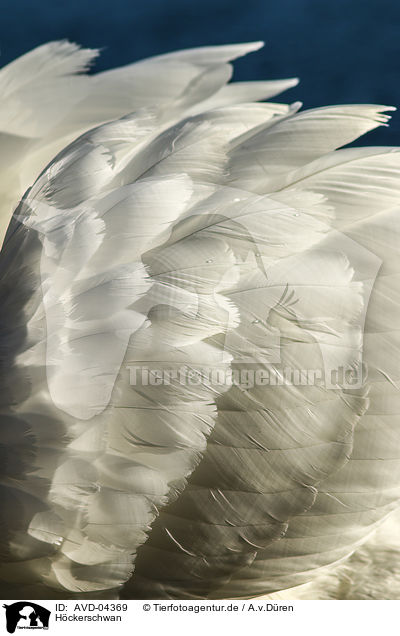 Hckerschwan / mute swan / AVD-04369