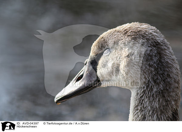 Hckerschwan / mute swan / AVD-04397