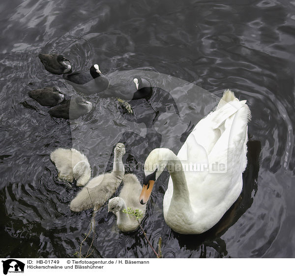 Hckerschwne und Blsshhner / Mute Swans and black coots / HB-01749