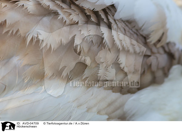 Hckerschwan / mute swan / AVD-04709