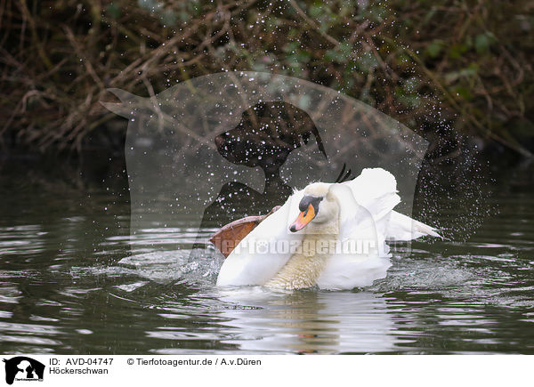Hckerschwan / mute swan / AVD-04747
