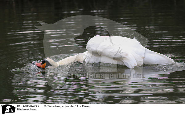 Hckerschwan / mute swan / AVD-04749