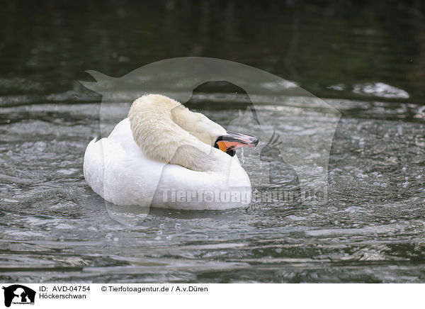 Hckerschwan / mute swan / AVD-04754
