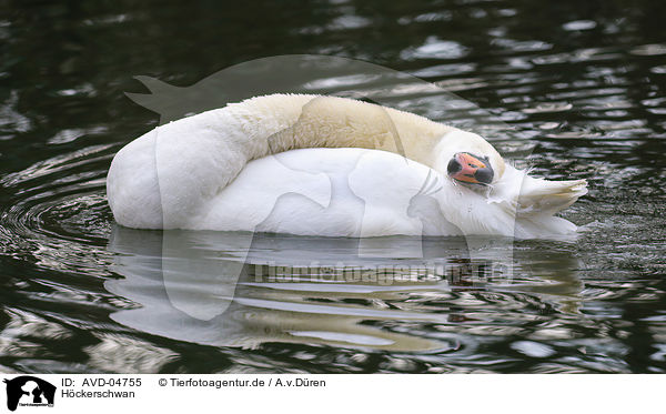H�ckerschwan / mute swan / AVD-04755