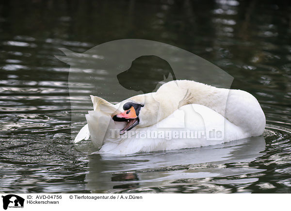 H�ckerschwan / mute swan / AVD-04756