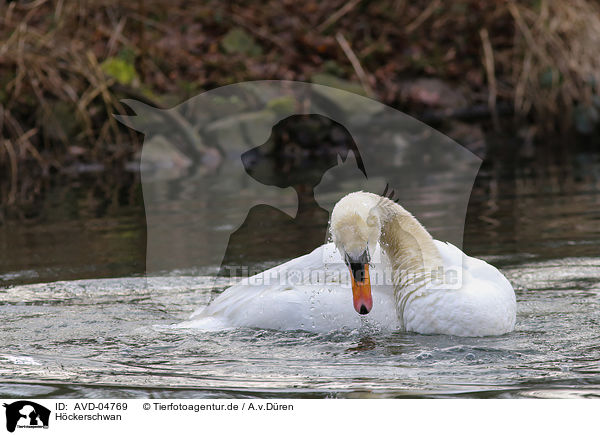 Hckerschwan / mute swan / AVD-04769
