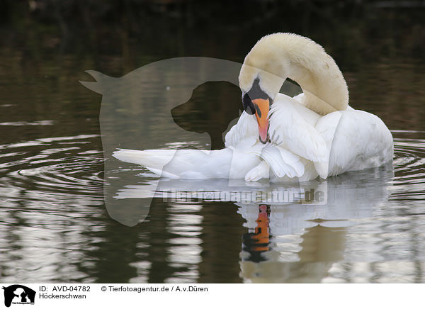 H�ckerschwan / mute swan / AVD-04782