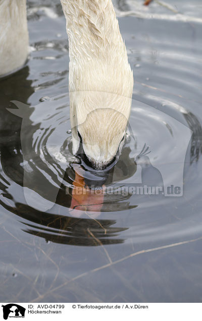 Hckerschwan / mute swan / AVD-04799