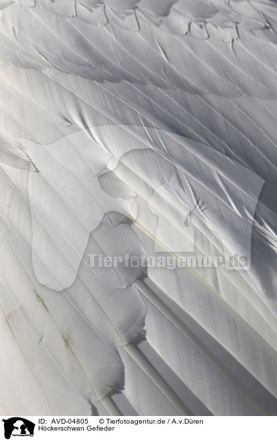 Hckerschwan Gefieder / mute swan plumage / AVD-04805