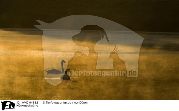 Hckerschwne / AVD-04832
