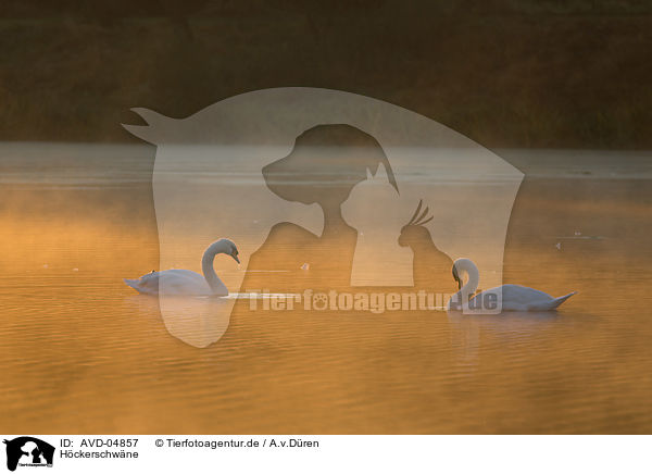 Hckerschwne / mute swans / AVD-04857