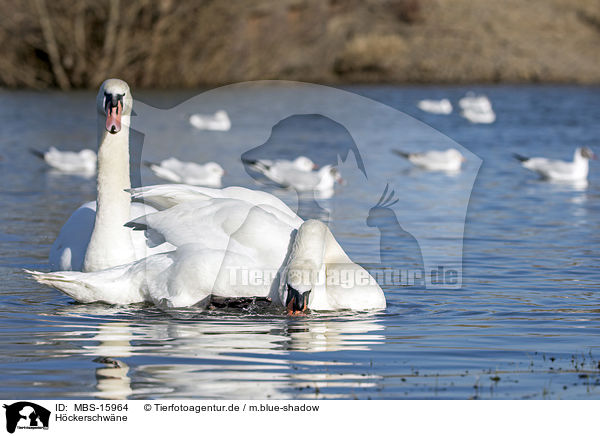 Hckerschwne / mute swans / MBS-15964