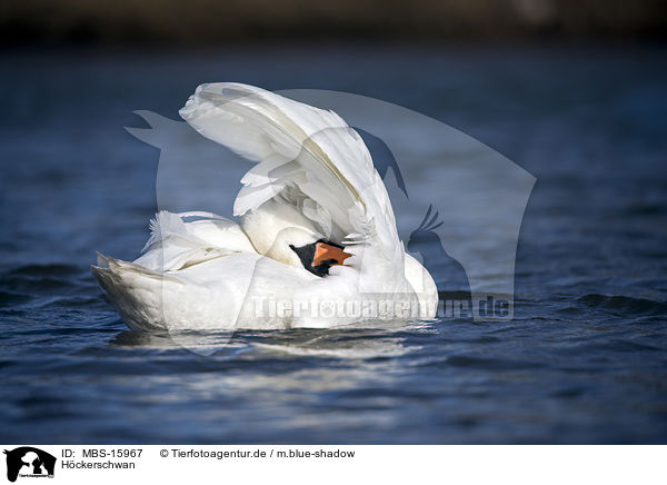 H�ckerschwan / mute swan / MBS-15967