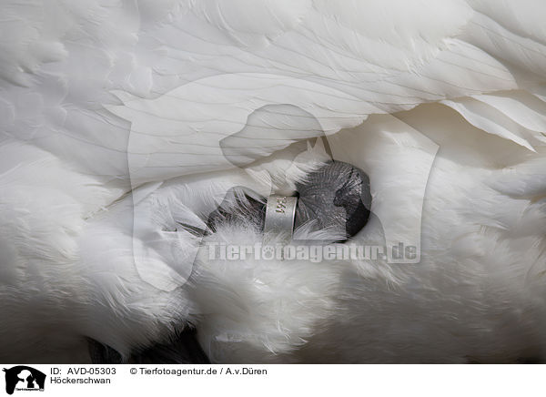 Hckerschwan / mute swan / AVD-05303