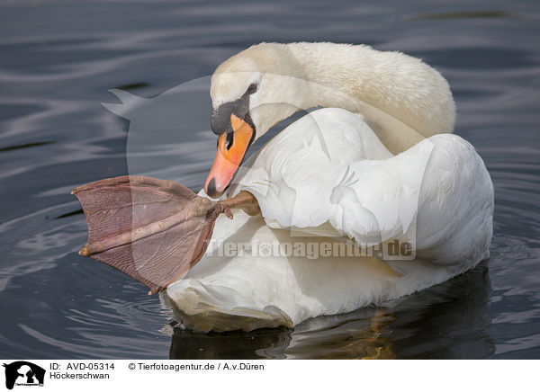 Hckerschwan / mute swan / AVD-05314