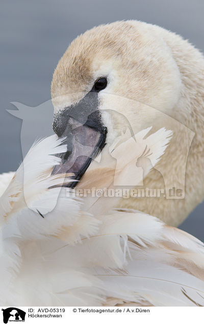 Hckerschwan / mute swan / AVD-05319