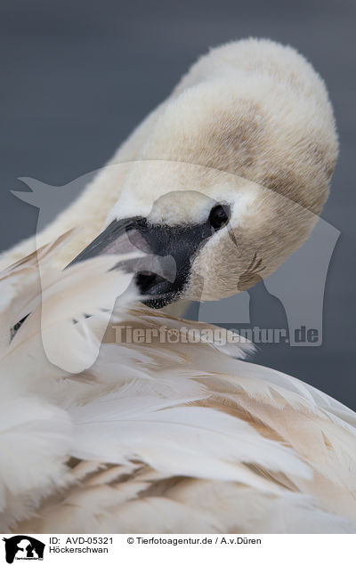 Hckerschwan / mute swan / AVD-05321