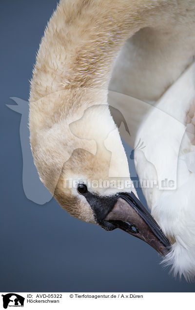 H�ckerschwan / mute swan / AVD-05322