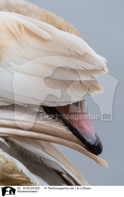 Hckerschwan / mute swan / AVD-05326