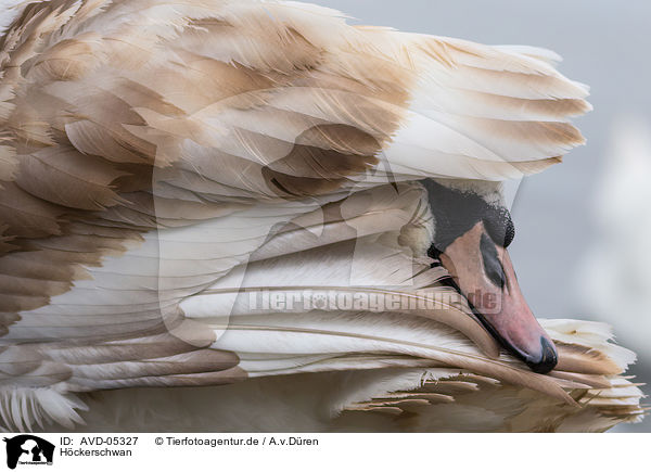 Hckerschwan / mute swan / AVD-05327