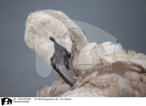 Hckerschwan / mute swan / AVD-05360