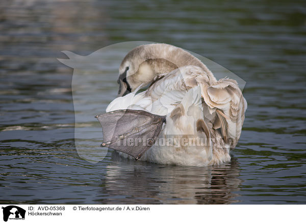 Hckerschwan / mute swan / AVD-05368