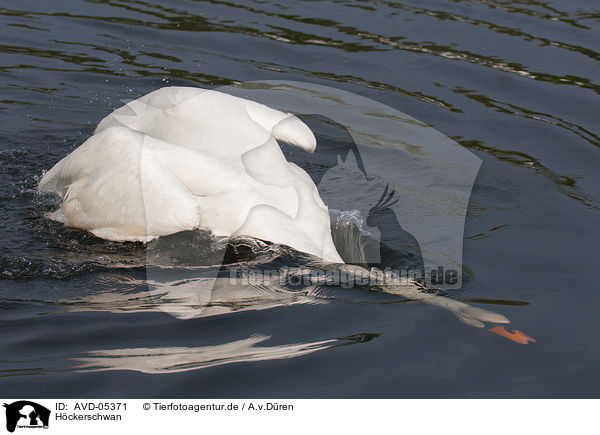 H�ckerschwan / mute swan / AVD-05371