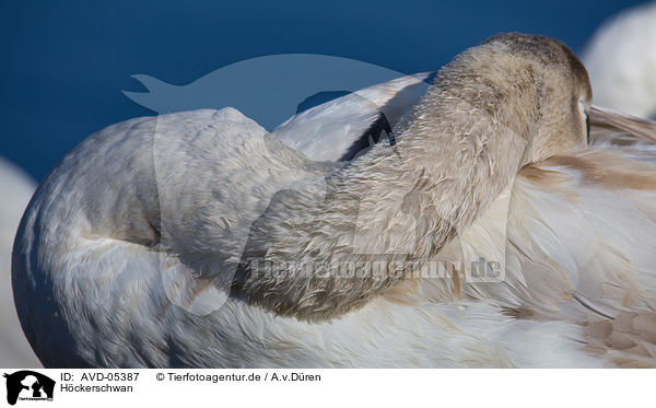 H�ckerschwan / mute swan / AVD-05387