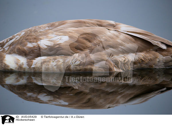 H�ckerschwan / mute swan / AVD-05429