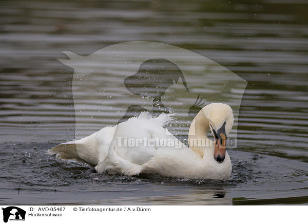 Hckerschwan / mute swan / AVD-05467