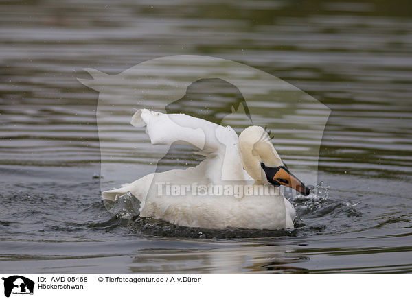 H�ckerschwan / mute swan / AVD-05468