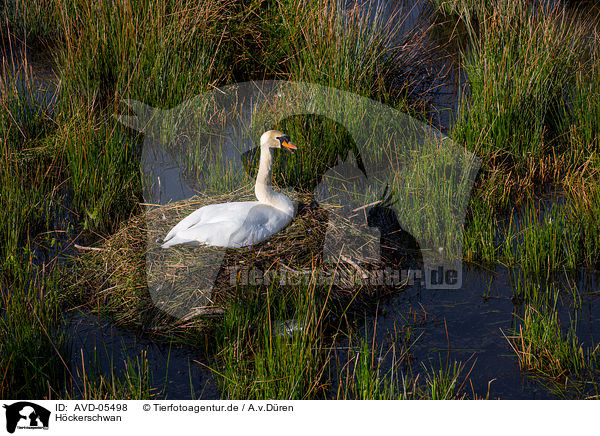 Hckerschwan / mute swan / AVD-05498