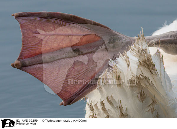 Hckerschwan / mute swan / AVD-06259