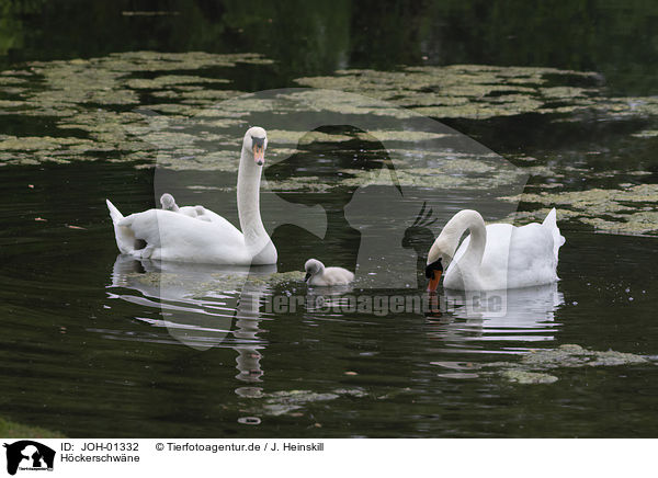 Hckerschwne / mute swans / JOH-01332