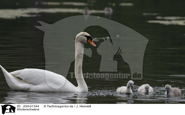 Hckerschwne / mute swans / JOH-01344