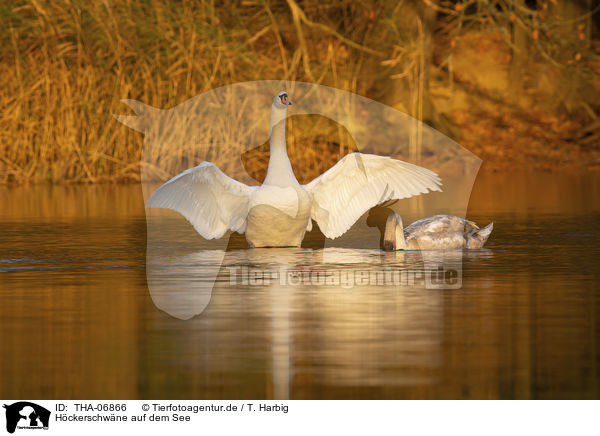 Hckerschwne auf dem See / mute swans on the lake / THA-06866