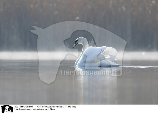 Hckerschwan schwimmt auf See / THA-06867