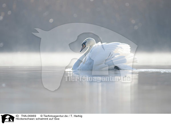Hckerschwan schwimmt auf See / THA-06869