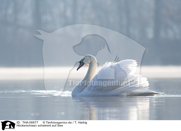 Hckerschwan schwimmt auf See / THA-06877