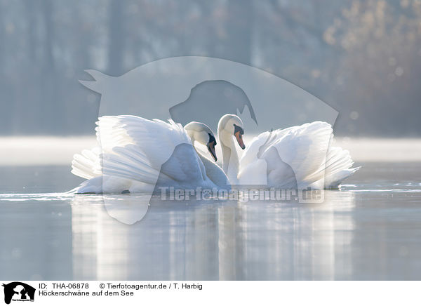 Hckerschwne auf dem See / THA-06878