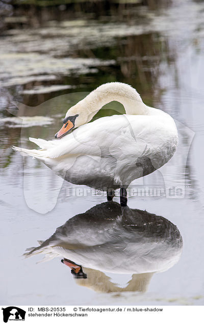 stehender Hckerschwan / standing Mute Swan / MBS-20535