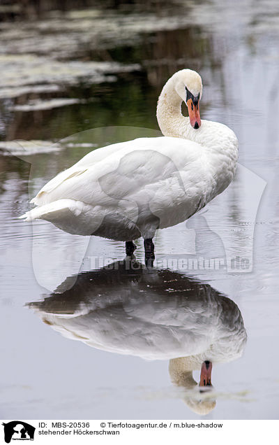 stehender Hckerschwan / standing Mute Swan / MBS-20536