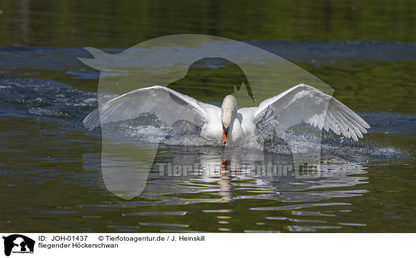 fliegender Hckerschwan / flying Mute Swan / JOH-01437