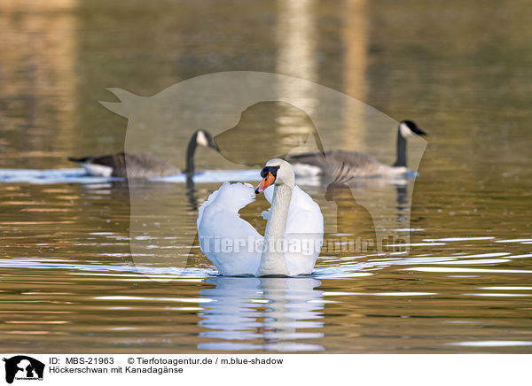 H�ckerschwan mit Kanadag�nse / MBS-21963