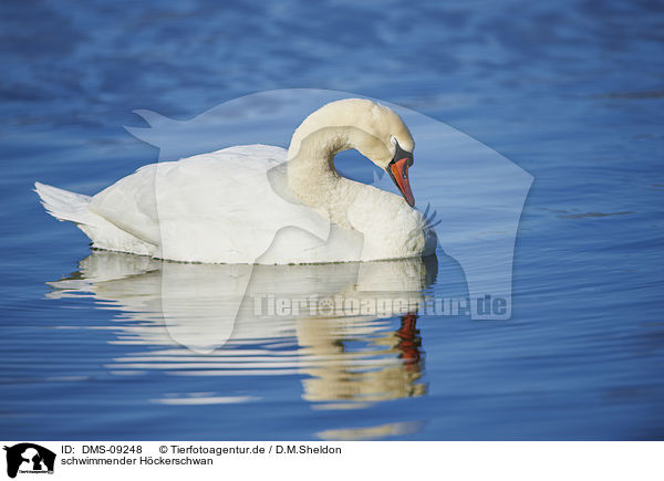 schwimmender Hckerschwan / swimming Mute Swan / DMS-09248