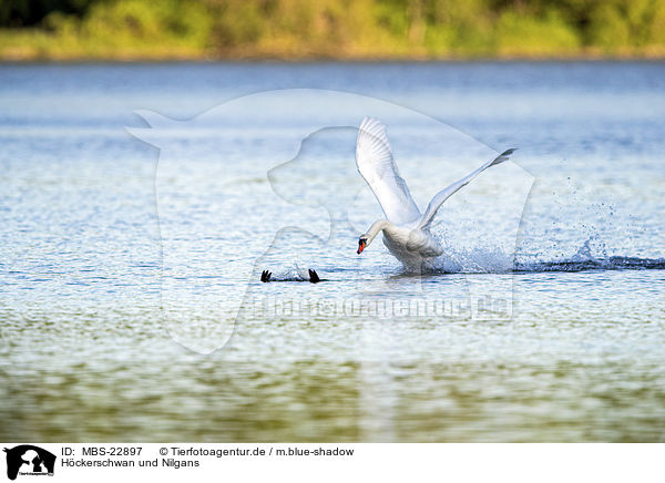 Hckerschwan und Nilgans / Mute Swan and Egyptian Goose / MBS-22897