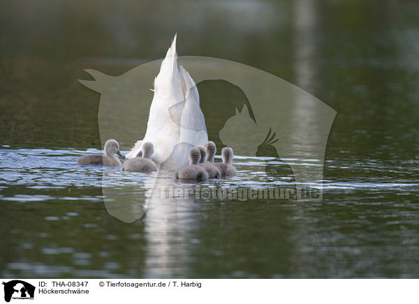 Hckerschwne / Mute Swans / THA-08347